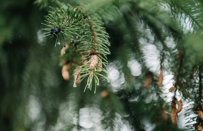 pine tree