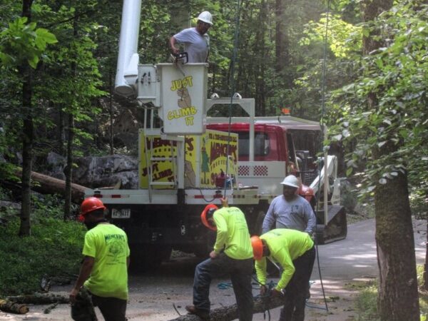Team At Mencers Tree Service