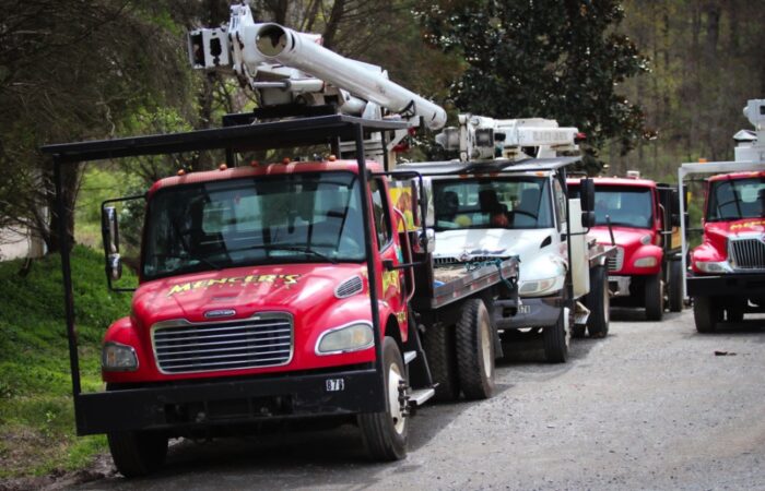 Trucks Removing Trees