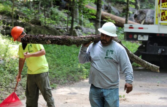 Worker Removing Tree Knoxville TN