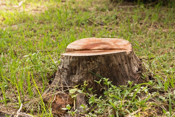 tree stump knoxville tn
